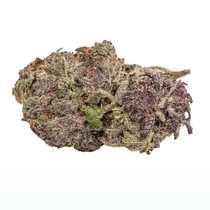 Ultra Violet GMO feminised (Growers Choice Seeds) Cannabis Seeds
