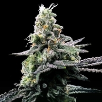 Purple Kosher Feminised (DNA Genetics Seeds) Cannabis Seeds