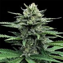 Strawberry Banana Auto (DNA Genetics Seeds) Cannabis Seeds