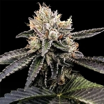Cataract Cake Feminised (DNA Genetics Seeds) Cannabis Seeds