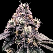 Kosher Pie Feminised (DNA Genetics Seeds) Cannabis Seeds