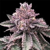 DNA Cake Feminised (DNA Genetics Seeds) Cannabis Seeds