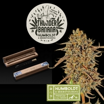 Humboldt superior Thunder Banana Feminised (SeedStockers Seeds)DAILYDEAL Cannabis Seeds