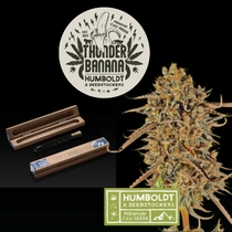 Humboldt superior Thunder Banana Feminised (SeedStockers Seeds) Cannabis Seeds