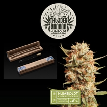 Humboldt superior Thunder Banana Auto (SeedStockers Seeds)DAILYDEAL Cannabis Seeds