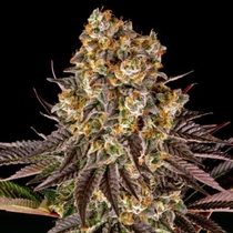 Gelato #45 feminised (Barneys Farm Seeds) Cannabis Seeds