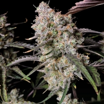 Gorilla Zkittlez Auto (Fast Buds Seeds) Cannabis Seeds