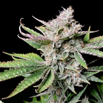 Cherry Cola Auto (Fast Buds Seeds) Cannabis Seeds
