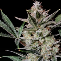Strawberry Gorilla auto (Fast Buds Seeds) Cannabis Seeds