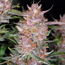 Gorilla Punch auto (Fast Buds Seeds) Cannabis Seeds