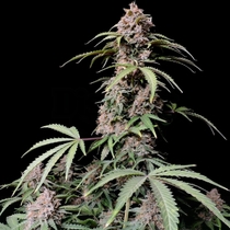 Amnesia Zkittlez auto (Fast Buds Seeds) Cannabis Seeds