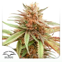 Durban Dew feminised (Dutch Passion Seeds) Cannabis Seeds