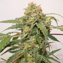 Auto Kerosene Krash (Dutch Passion Seeds) Cannabis Seeds