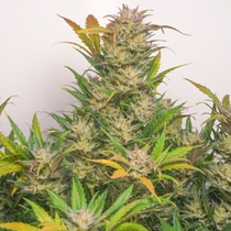 Auto Mokums Tulip (Dutch Passion Seeds) Cannabis Seeds
