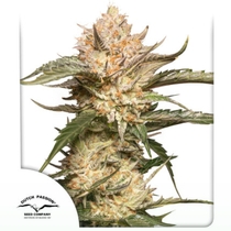 Auto Trichome & Cream (Dutch Passion Seeds) Cannabis Seeds