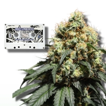 Bruce Lemon Diesel feminised (Super Sativa Seed Club) Cannabis Seeds