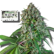Karel's Herer Haze feminised (Super Sativa Seed Club) Cannabis Seeds