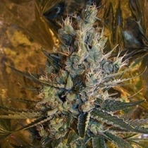 SSSDH S1 Feminized (Connoisseur Genetics Seeds) Cannabis Seeds