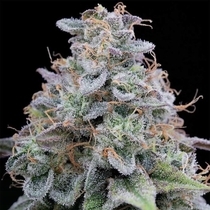 Pink Limez Feminised (Grounded Genetics) Cannabis Seeds