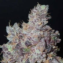 Ozark Regular (Grounded Genetics) Cannabis Seeds