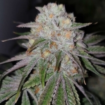 Pinata x Melon Feminised (Karma Genetics Seeds) Cannabis Seeds