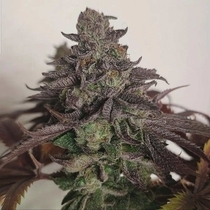 Frootz x Melon Feminised (Karma Genetics Seeds) Cannabis Seeds