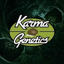 Caviar Lime x Melon Feminised (Karma Genetics Seeds) Cannabis Seeds