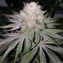 41 Sherb x Melon Feminised (Karma Genetics Seeds) Cannabis Seeds