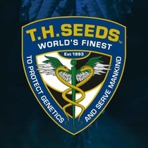 Exodus Cheese x LPC X Kushmints Regular (TH Seeds) Cannabis Seeds