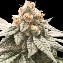 Lemon Oasis Feminised (Rare Dankness Seeds) Cannabis Seeds