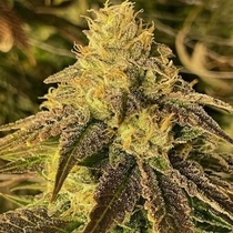 Coco Nibbles Feminised (Rare Dankness Seeds) Cannabis Seeds