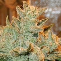 Auto Betty (Anesia Seeds) Cannabis Seeds