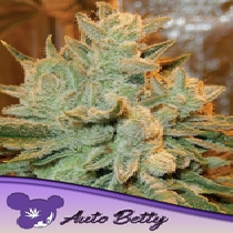 Auto Betty (Anesia Seeds) Cannabis Seeds