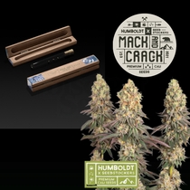 Humboldt superior Mack and Crack Feminised (SeedStockers Seeds)DAILYDEAL Cannabis Seeds