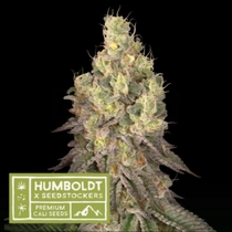 Humboldt x superior Mack and Crack Regular (SeedStockers Seeds) Cannabis Seeds