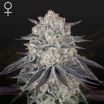 Fullgas! Feminised (Green House Seeds) Cannabis Seeds