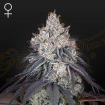 Lemon Orange Feminised (Green House Seeds) Cannabis Seeds