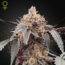 Guava x Gelato #41 Auto Feminised (Green House Seeds) Cannabis Seeds