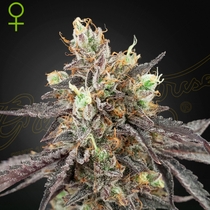 Gelato #41 x Gelato #41 Auto feminised (Green House Seeds) Cannabis Seeds