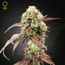 West Coast OG x Gelato #41 Auto feminised (Green House Seeds) Cannabis Seeds