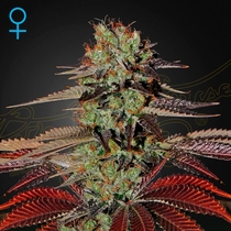 Kings Juice Auto feminised (Green House Seeds) Cannabis Seeds