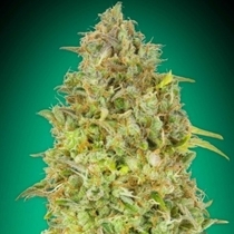 Skunk 47 (Advanced Seeds) Cannabis Seeds