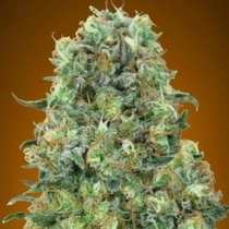 Critical Mass (Advanced Seeds) Cannabis Seeds