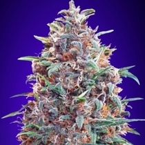 Auto Purple Diesel (Advanced Seeds) Cannabis Seeds