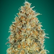 Auto Gorilla Blue (Advanced Seeds) Cannabis Seeds