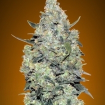 Auto Critical Mass (Advanced Seeds) Cannabis Seeds