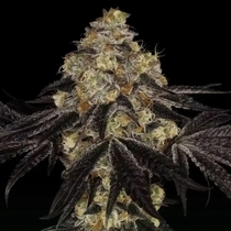 Sunset Paradise Feminised (Paradise Seeds) Cannabis Seeds