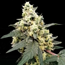 Lemonade Auto feminised (Paradise Seeds) Cannabis Seeds