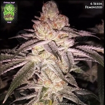 Cherry Soul feminised (Trichome Jungle Seeds) Cannabis Seeds