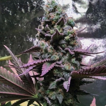 Rose Soul feminised (Trichome Jungle Seeds) Cannabis Seeds